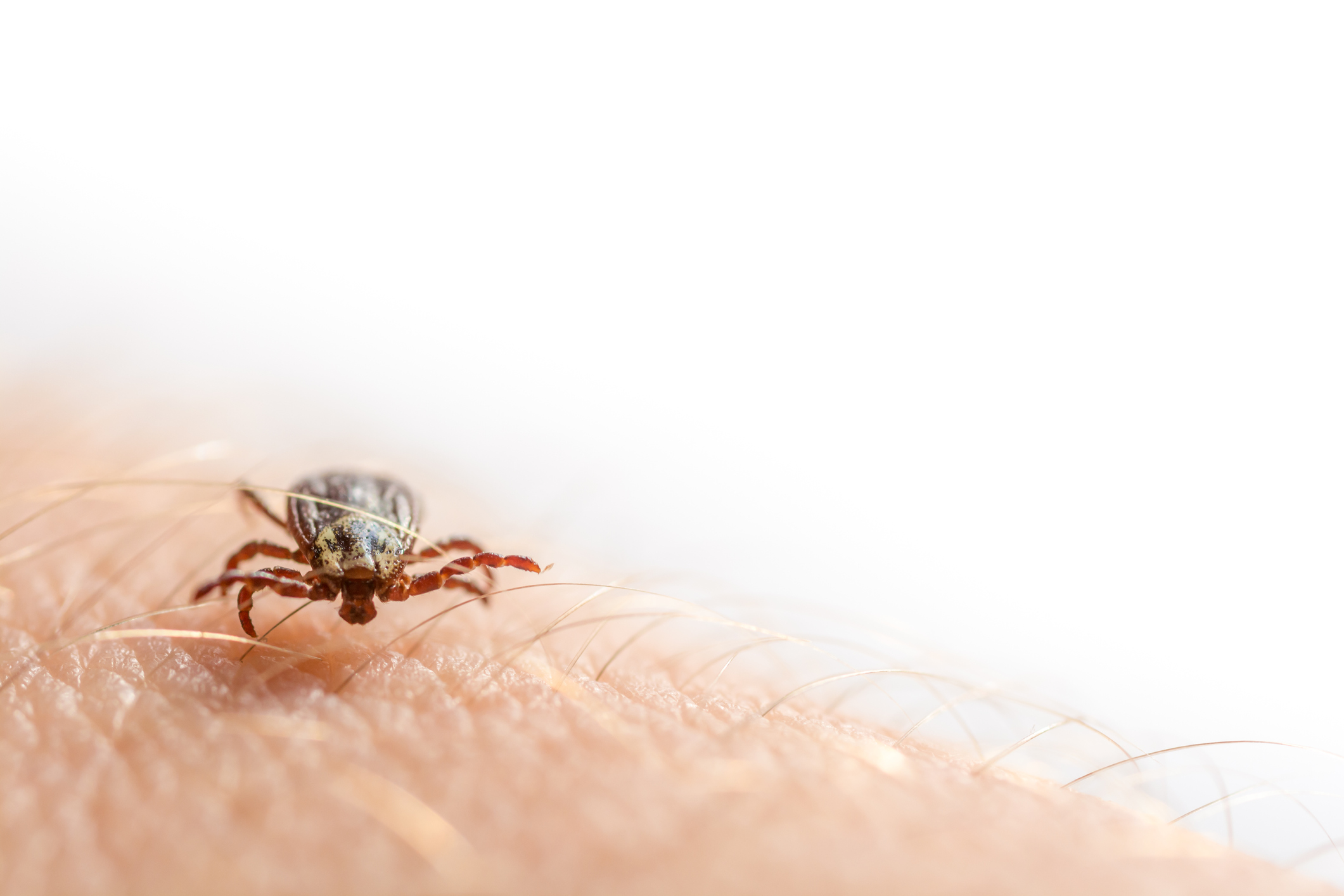 A tick crawls over the skin of a person's arm.